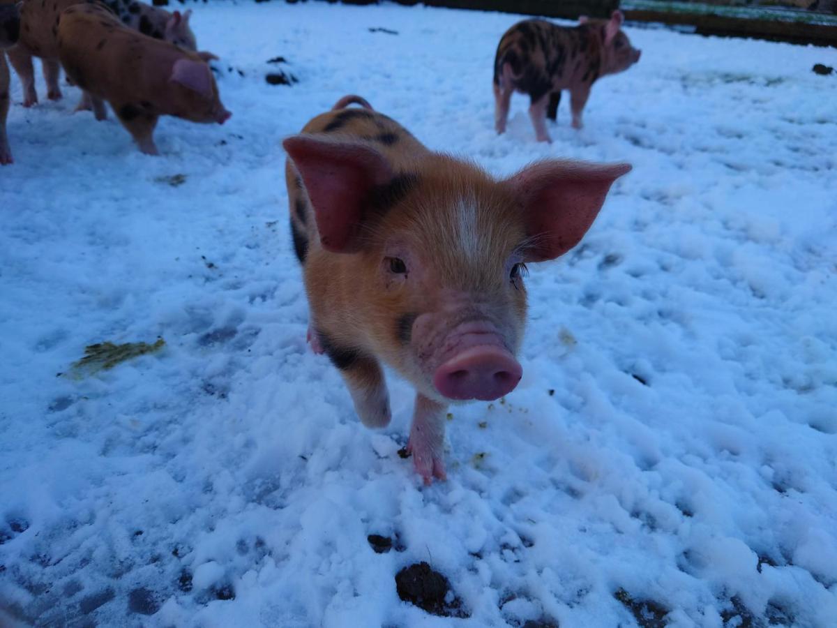 The Byre North End Farm Bed & Breakfast Ashton Keynes Екстериор снимка