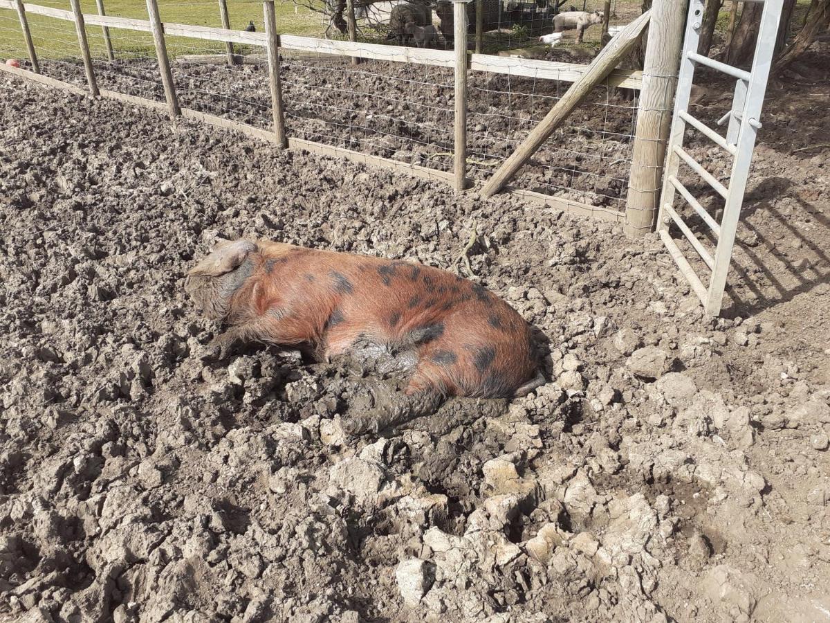 The Byre North End Farm Bed & Breakfast Ashton Keynes Екстериор снимка