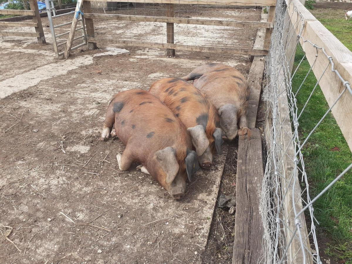 The Byre North End Farm Bed & Breakfast Ashton Keynes Екстериор снимка